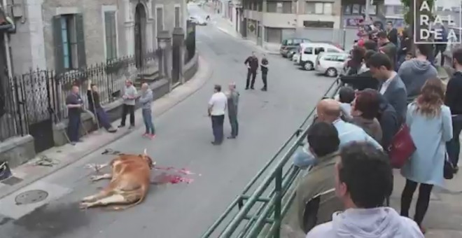 Un ertzaina mata de un disparo a un buey que se había escapado de un remolque en Álava. / Pacma