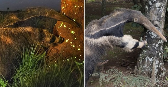 Imagen ganadora del 'Wildfire Photographer of the Year'  2017 (izquierda), e imagen del ejemplar disecado que, presuntamente, usó el fotógrafo para la imagen premiada (derecha).- MUSEO DE HISTORIA NATURAL DE LONDRES