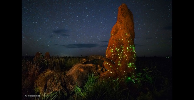 El asaltante nocturno, fotografía ganadora del premio Wildlife Photographer of the Year 2017.- MARCIO CABRAL