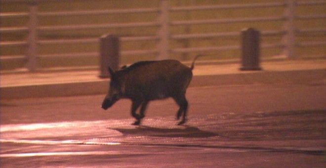 Famílies de porcs senglars es deixen veure des de fa uns anys a llocs com el lateral de la Ronda de Dalt de Barcelona / Televisió de Catalunya