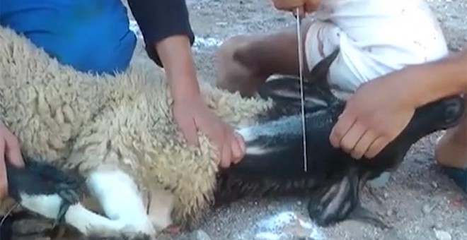 Imagen de un cordero a punto de ser sacrificado por el rito halal. PACMA