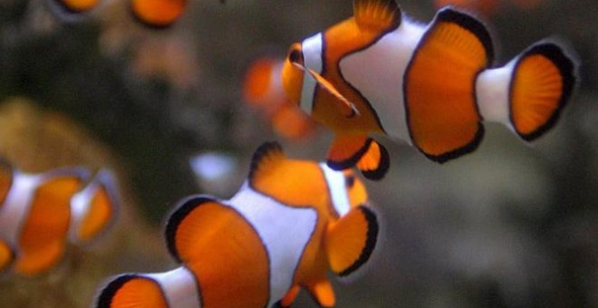 Peces payaso, Amphiprion Ocellaris, nadando en el Acuario de Dos Océanos en la ciudad del Cabo | EFE