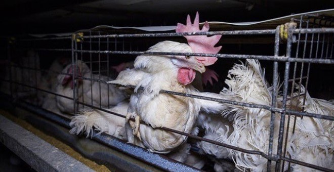 Gallinas enjauladas para la producción industrial de huevos. IGUALDAD ANIMAL