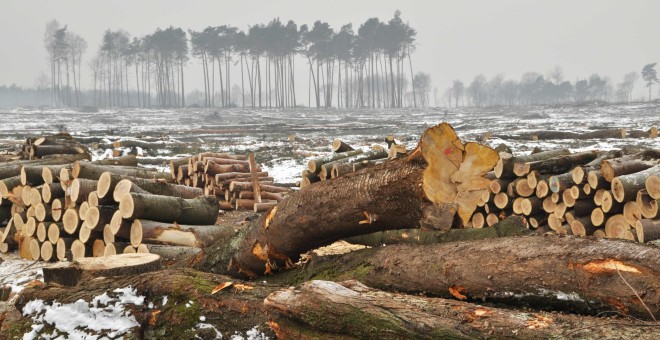 El 20% de la Amazonía ha disminuido durante el periodo del estudio. WWF