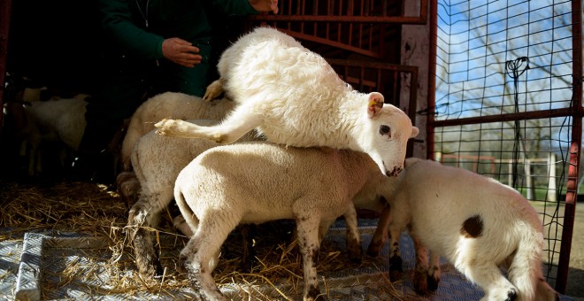 Un cordero es lanzado al suelo durante la descarga. Esta práctica está prohibida por el reglamento (CE) Nº1099/2009 relativo a la protección de los animales en el momento de la matanza./ Aitor Garmendia