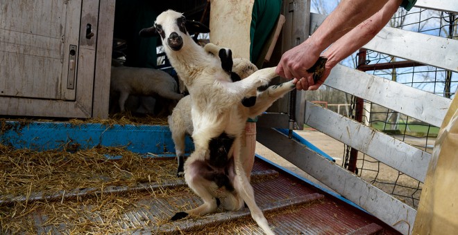 Un cordero es arrastrado por las patas desde el camión que le ha transportado hasta los corrales del matadero./ Aitor Garmendia