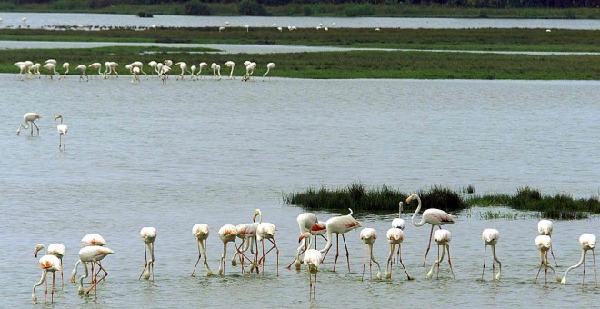 Parque Nacional de Doñana