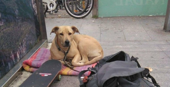 Sota, la perra que murió por un disparo de la Guardia Urbana. / EUROPA PRESS