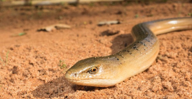 Los restos fósiles del lagarto encontrado en Murcia corresponden a un animal que tendría un aspecto similar a este lagarto llamado Ophisaurus koellikeri y que vive en la actualidad en Marruecos. / Antonio Gómez Mercader