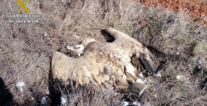 Imagen de una las aves envenenadas. GUARDIA CIVIL