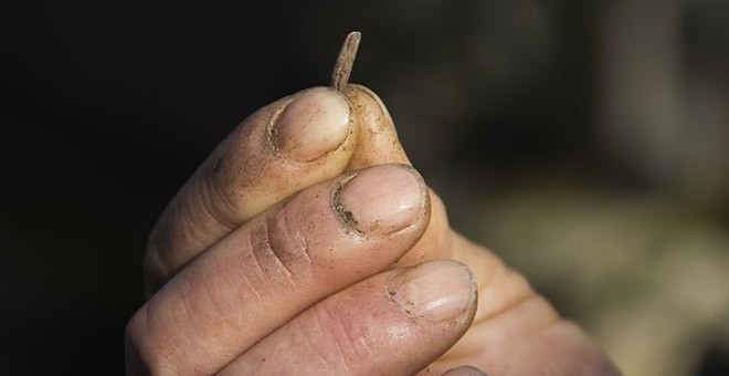 El cornezuelo, hongo del centeno, da nombre al documental 'O Dentón'. / ILLA BUFARDA