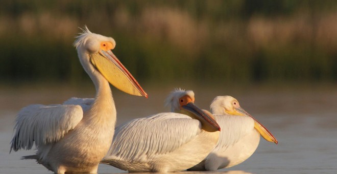 Pelícanos en la reserva del delta del Danuvio, en Rumanía / © Manuel Presti / Wild Wonders of Europe / Rewilding Europe