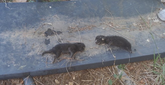 Crías de gato que aparecen muertas después de que los servicios de la perrera capturasen a la madre./ Cedida