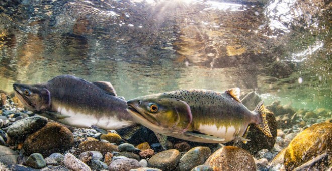 El salmón rojo salvaje de la bahía de Bristol compite por la comida en el océano con el salmón rosado de criadero (foto) y el salmón chum. / Jason Ching/University of Washington