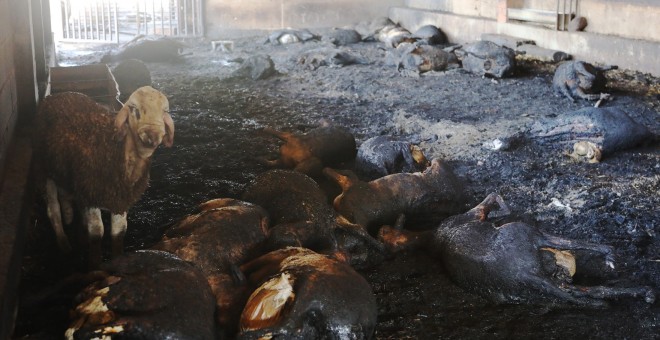 Ovejas abrasadas y una superviviente en una granja afectada por el incendio forestal que quema desde la tarde de ayer en varios términos municipales de la comarca tarraconense de Ribera d'Ebre, y que sigue descontrolado y afecta ya a más de 4.000 hectárea