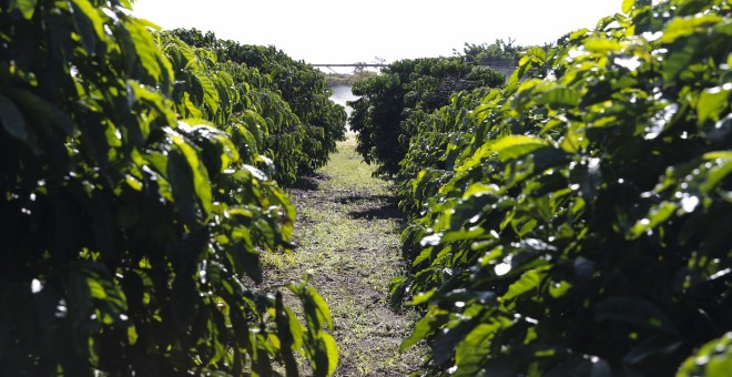 Plantación. La liberación de productos tóxicos para el campo responde a las exigencias del lobby del agronegocio. Valter Campanato/ Agência Brasil. 07jul19.