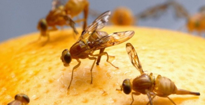 Una mosca de la fruta (Drosophila melanogaster) | EFE