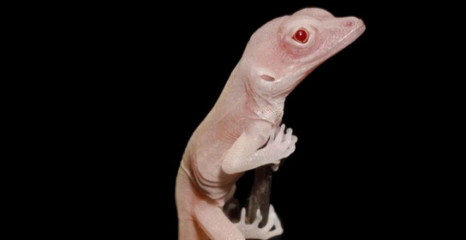 Imagen de una cría de lagarto albino. / Doug Menke