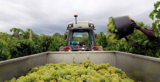 La recollida del raïm a un camp del Penedès. Àlex Recolons