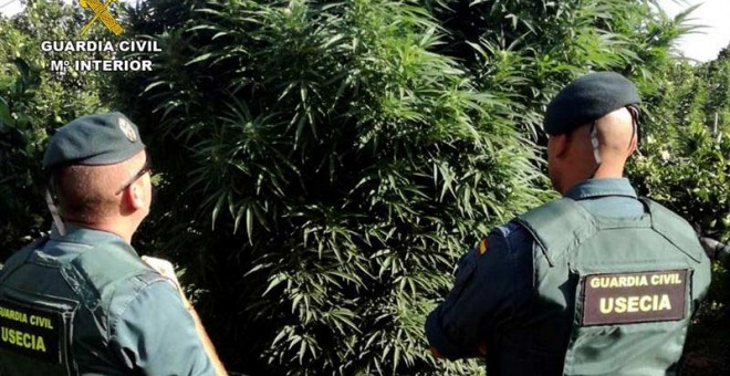 Dos agentes de la Guardia Civil observan una de las plantas requisadas en Totana. (EFE)