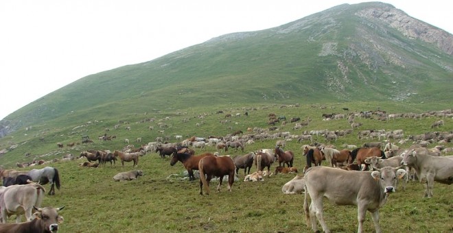 En Montanuy, municipio en el que se encuentra Castanesa, quedan dos ganaderos a los que la presencia del oso está disuadiendo de continuar.