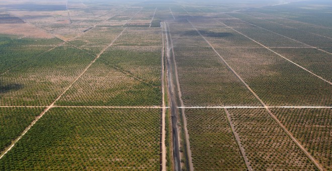 Una extensa plantación de soja en Borneo Meridional, Indonesia (Willy Kurniawan/REUTERS)