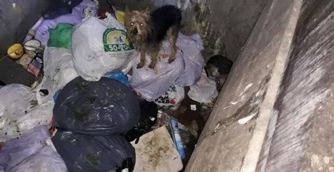 11/ 12/ 2019 - Algunos de los perros abandonados en el interior de uno de los contenedores en Alicante. / EUEROPA PRESS - AYUNTAMIENTO DE ALICANTE