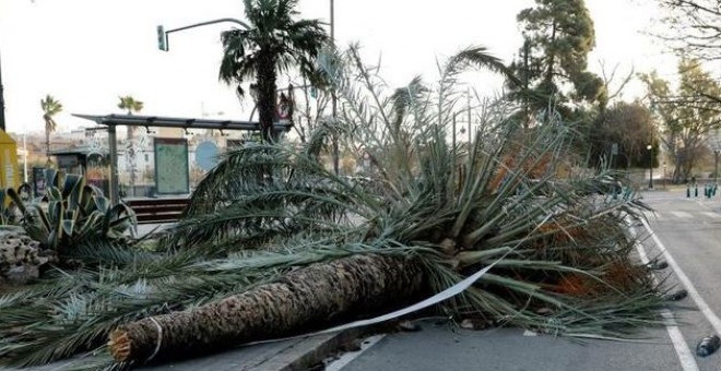 Las fuertes rachas de viento han derribado palmeras en un paseo de Valencia | EFE