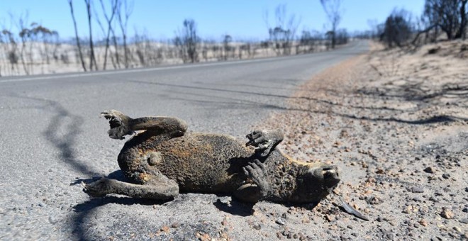 Imagen del cadáver de un koala calcinado por el fuego | EFE