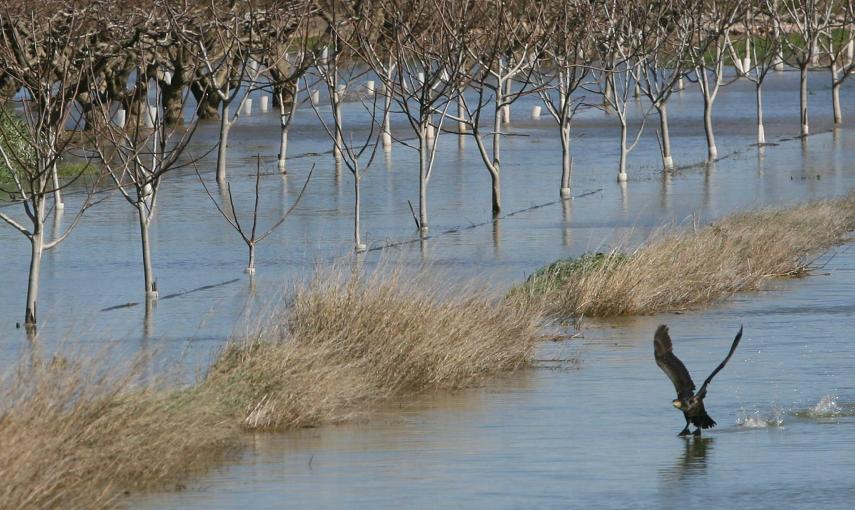 Imagen de un campo en Miravet (Tarragona) inundado a causa del aumento de caudal del rio Ebro, a causa de la persistencia de las precipitaciones y el deshielo en cotas por debajo de los 1.000 metros que está provocando un incremento significativo de los c