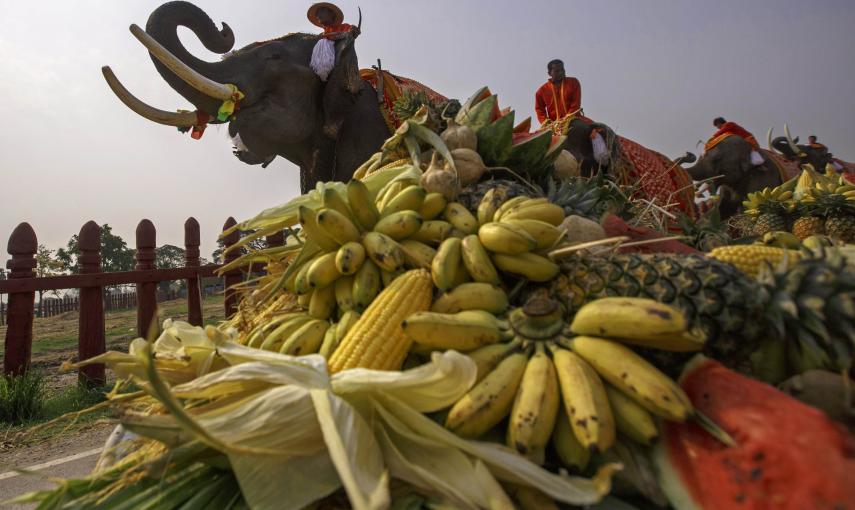 Día nacional del elefante en Thailandia. / REUTERS