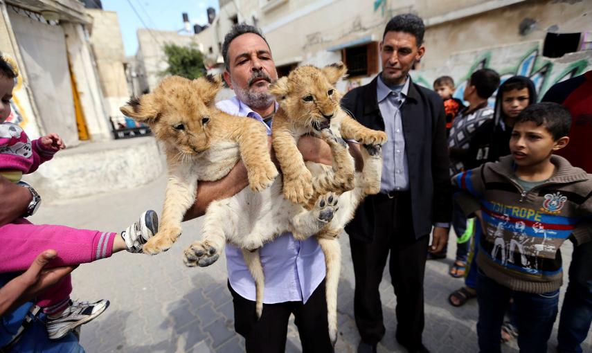 El refugiado palestino Saad Eldeen Al-Jamal, con dos cachorros de león africanos, fuera de su casa en el campamento de refugiados de Al-Shabora, en Rafah, en el sur de la Franja de Gaza. /IBRAHEEM ABU MUSTAFA (REUTERS)