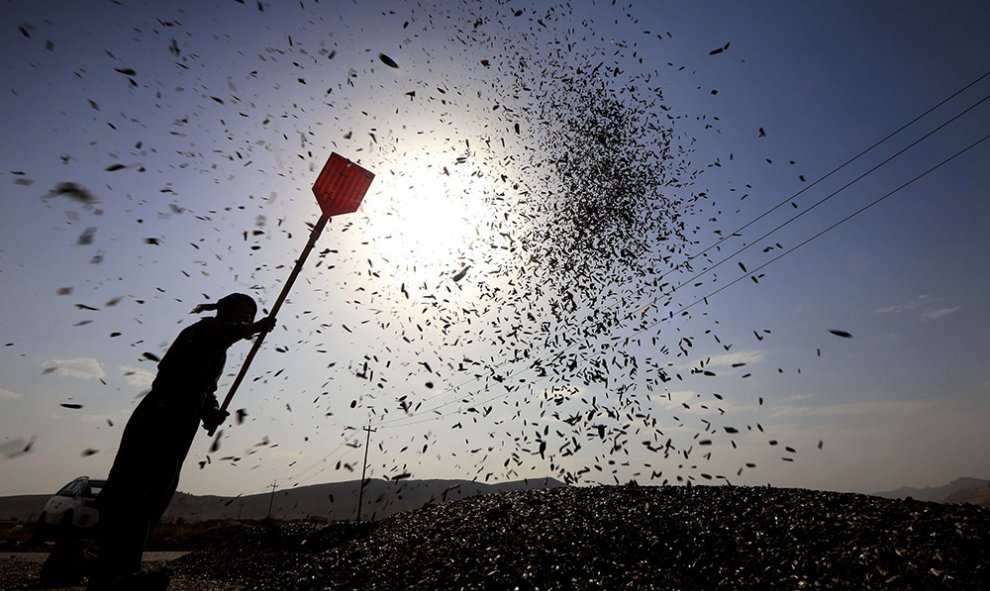 Un kurdo cosecha girasoles en el distrito de Raniya, a uno 70 kilómetros al este de Erbil, la capital de la región autónoma del Kurdistán, en Irak.- SAFIN HAMED (AFP)