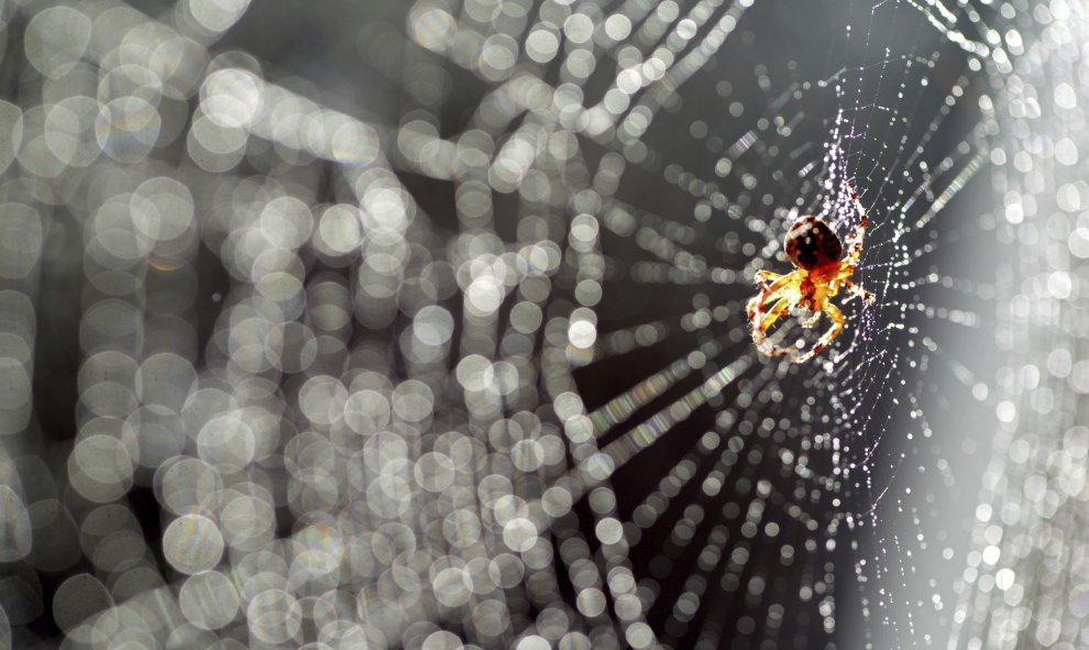 Una araña espera pacientemente en su telaraña para cazar a su próxima presa en Postdam (Alemania), 1 de septiembre de 201./ EFE/Ralf Hirschberger