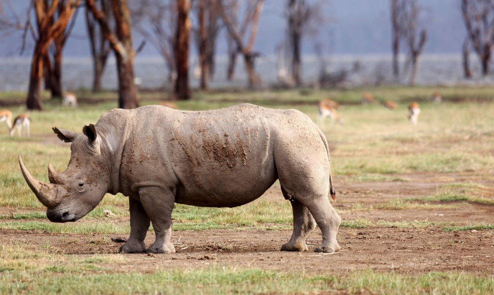 El crecimiento de la población en Nakuru y en Kenia en su conjunto también ha llevado a la deforestación en la zona en las últimas décadas.- REUTERS