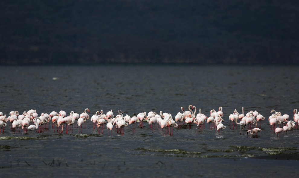 El organismo de la ONU dice que es el sitio de búsqueda de alimento más importante para los flamencos menores.- REUTERS