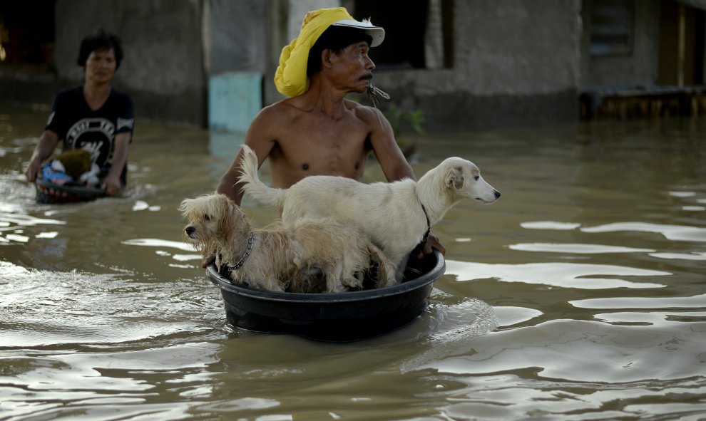 Un hombre saca a sus perros del pueblo en un barreño en Calumpit, provincia de Bulacan, el 22 de octubre de 2015. AFP/NOEL CELIS