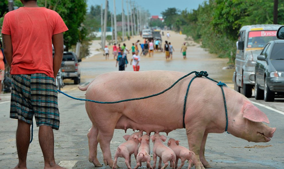 Un residente, con una hembra de cerdo y sus lechones, mientras la gente vadea una carretera inundada en la ciudad de Santa Rosa, al norte de Manila, un día después de que el tifón Koppu sacudiera la provincia de Aurora.- TED ALJIBE (AFP)