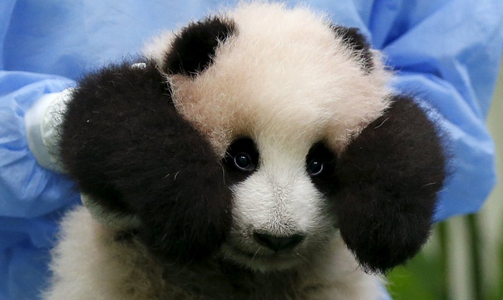 Un empleado del zoológico coge a un cachorro panda de tres meses para la exhibición al público por primera vez en el zoológico nacional en Kuala Lumpur, Malasia. REUTERS/Olivia Harris