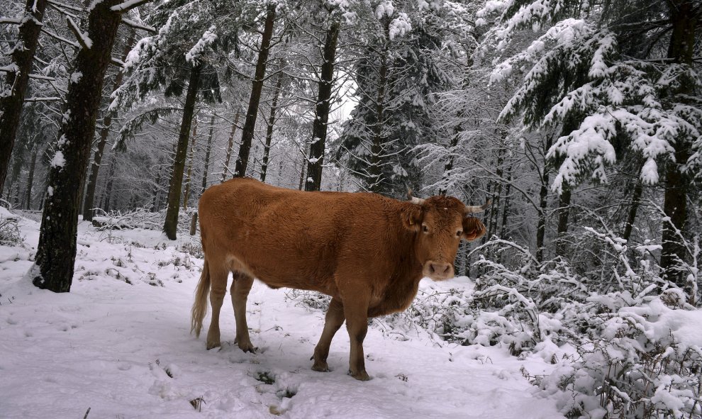 Una vaca en un bosque cubierto de nieve en Opakoa, País Vasco. REUTERS/Vincent West