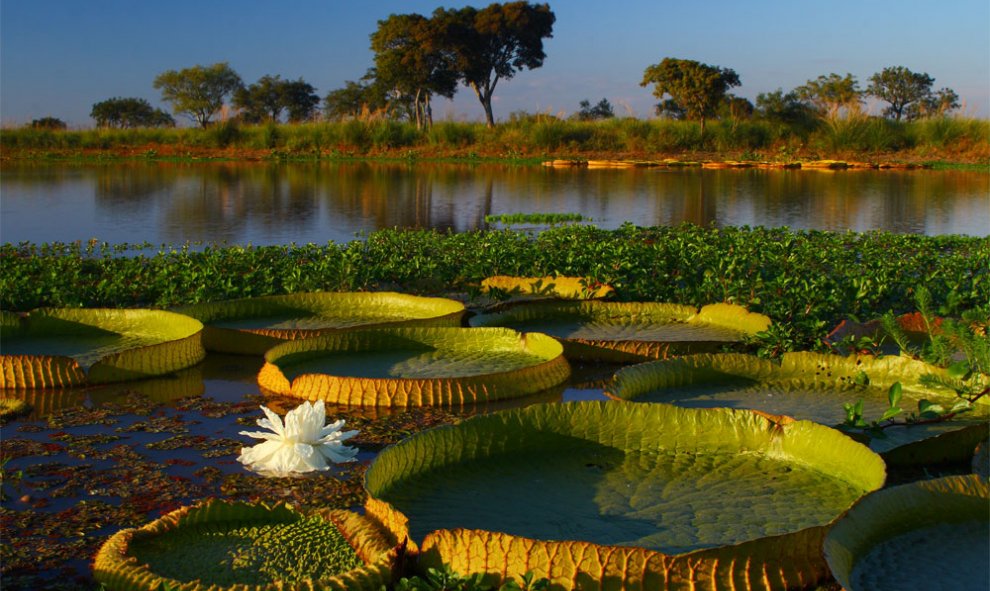 Delta del Paraná, en Argentina. FIRPO LACOSTE (Ramsar)