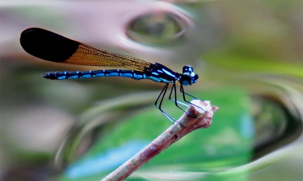 El humedal de Rhinocypha, en Filipinas. ERICKSON TABAYAG (Ramsar)