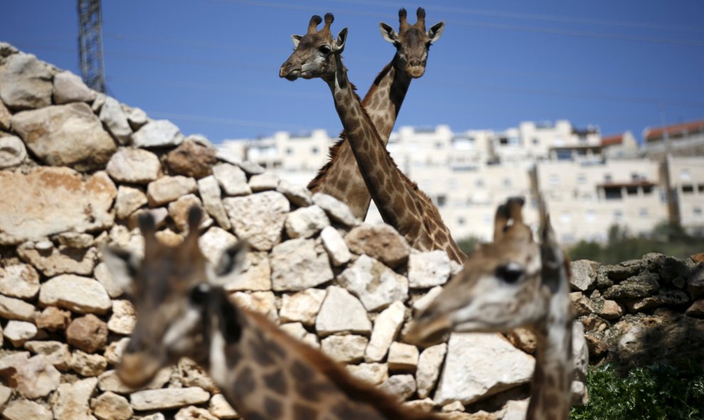 Varias jirafas en su recinto en el zoológico de Jerusalén, 24 de febrero de 2016. REUTERS / Ronen Zvulun