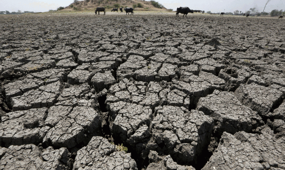 Unos búfalos pastan en el lago Chandola seco de Ahmedabad, India. REUTERS/Amit Dave