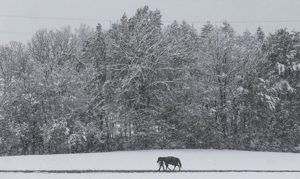 Un hombre camina con su caballo en un camino cubierto de nieve en Gnadenwald, Austria. REUTERS/Dominic Ebenbichler