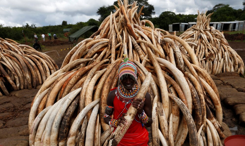 Miembro de la tribu Masai sostiene un colmillo de elefante en el Parque Nacional de Nairobi.  REUTERS/Thomas Mukoya