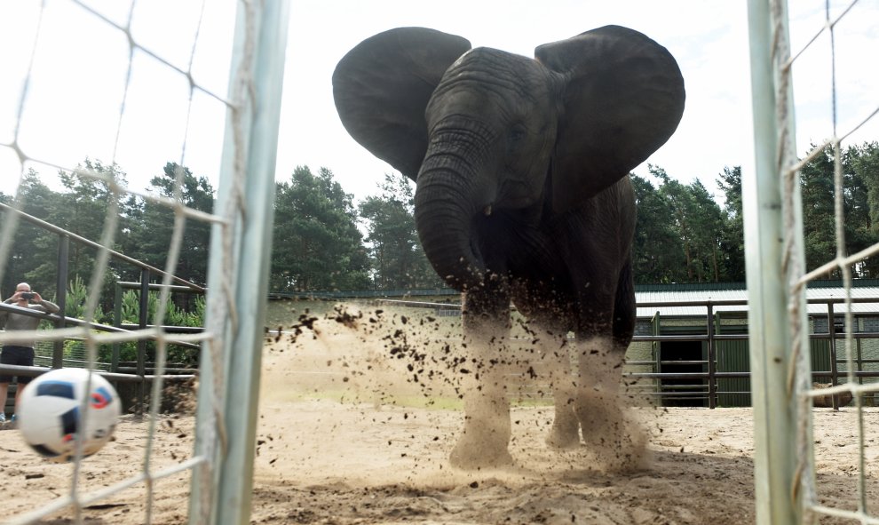 El elefante Nelly da una patada al balón para predecir los resultados del partido de Alemania contra Ucrania en la Eurocopa 2016, en el Safari Park en Hodenhagen, Alemania. REUTERS/Fabian Bimmer