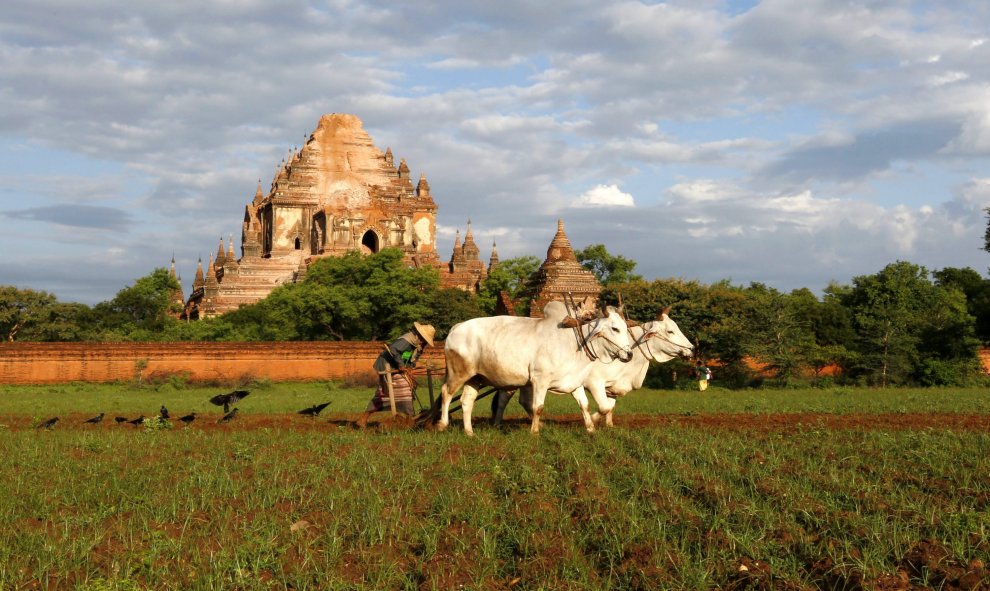 Un granjero trabaja cerca al templo Sulamani, al sur de Mandalay (Birmania), afectado por el terremoto de 6,8 grados que afectó ayer la región central del país. EFE/HEIN HTET