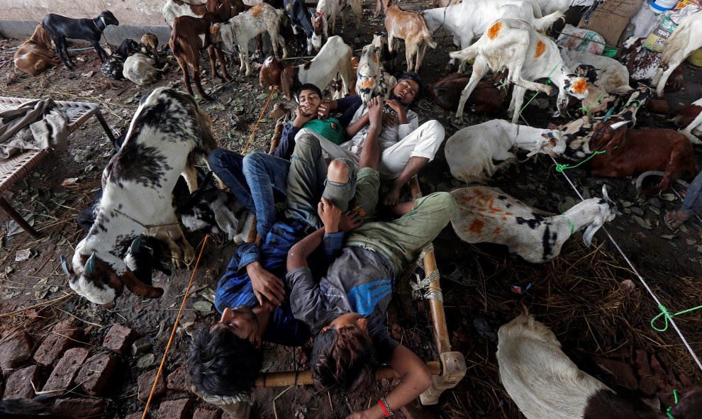 Los comerciantes duermen en medio de las cabras en un mercado de ganado durante la fiesta de Eid al-Adha, en Calcuta, India. REUTERS/Rupak De Chowdhuri