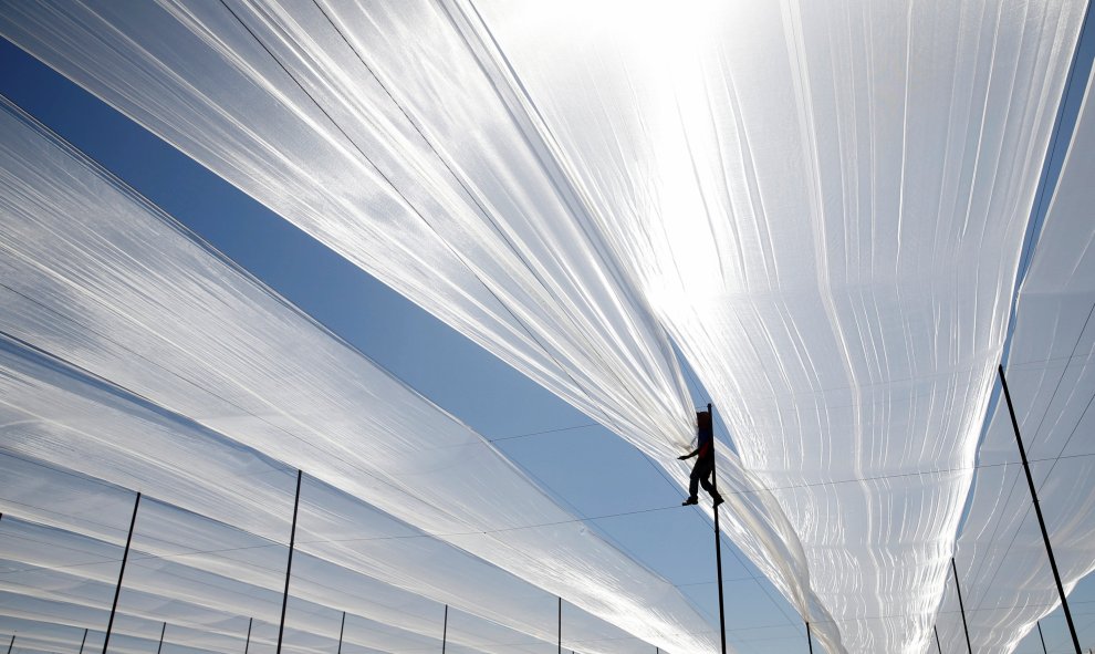 Un trabajador tailandés camina sobre los cables de un invernadero en Nir Etzion, cerca de la norteña ciudad israelí de Haifa. REUTERS / Baz Ratner